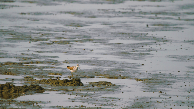 Brown sandpiper dipping its beak into the water on the muddy tidal shore