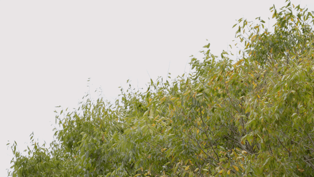 Trees swaying gently in the breeze