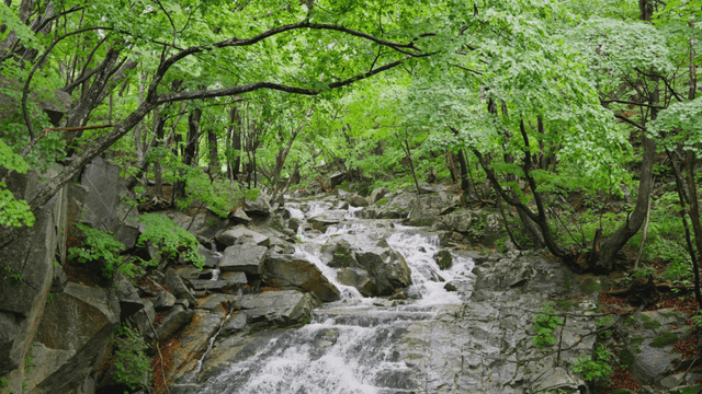 Calm waterfall flowing through rainy forest