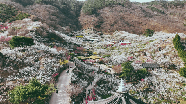 꽃이 만발한 언덕의 경치