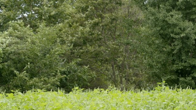 바람에 흔들리는 나무들