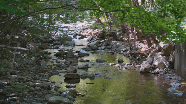 Calm forest valley with rocks