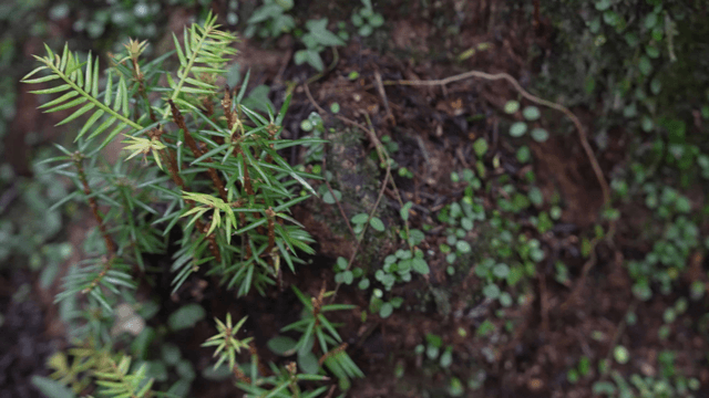 Close-up of various green plants on tree trunk