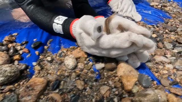 A person catching mudfish with their hands