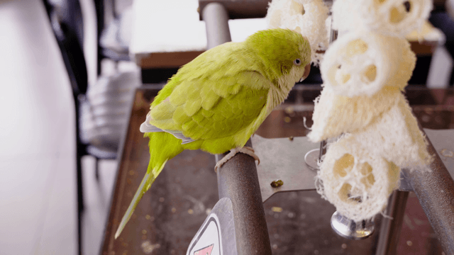 Green parrot resting with closed eyes on wooden perch