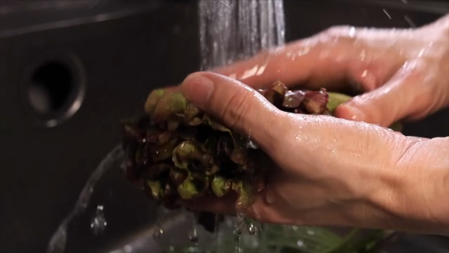 Washing fresh lettuce under running water