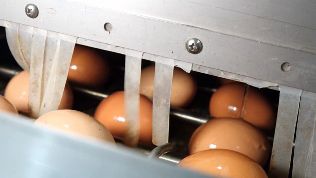Eggs being processed in a machine