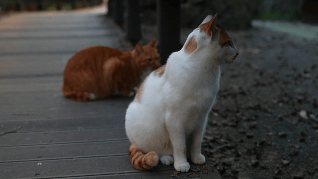 Resting on a wooden park floor stray cats