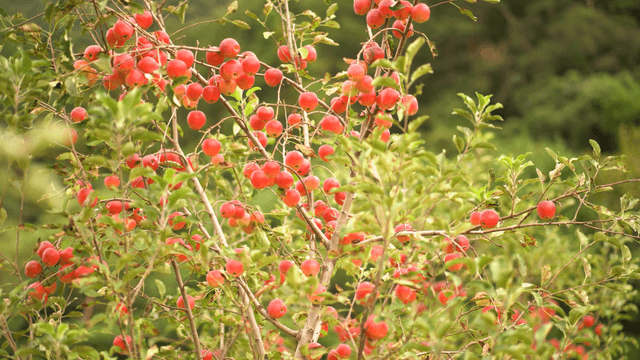 Apple tree full of ripe red apples