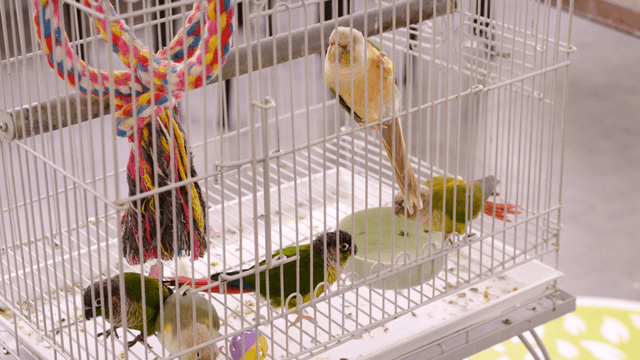 Colorful parrots inside a birdcage