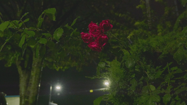Blooming rose in the rainy night
