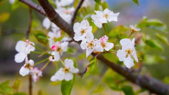 Cherry blossoms blooming on a branch