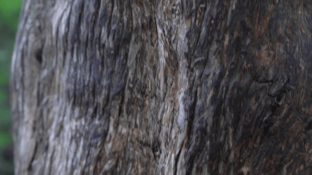 Close-up of dark tree trunk covered with moss