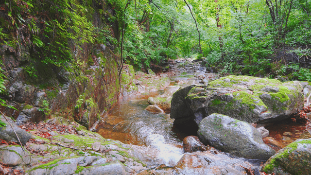 A tranquil forest stream with mossy rocks