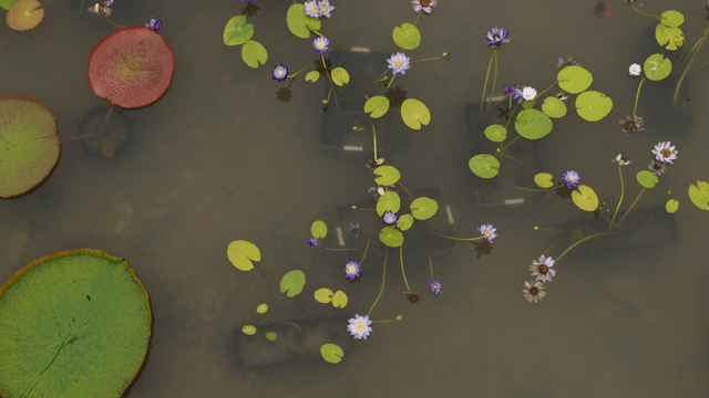 Water lilies floating on a calm pond