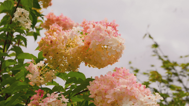 Light pink hydrangeas in full bloom