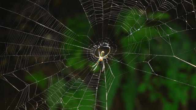 A spider resting on its web in the forest