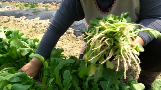 A person harvesting fresh green vegetables