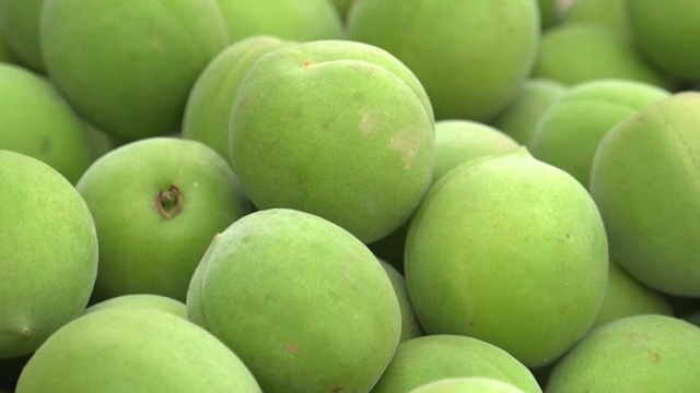 Close-up of fresh green plums