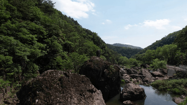 바위가 있는 울창한 숲