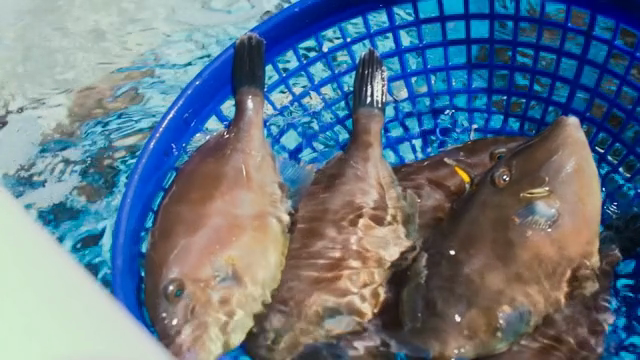Fish being caught in a basket in a tank