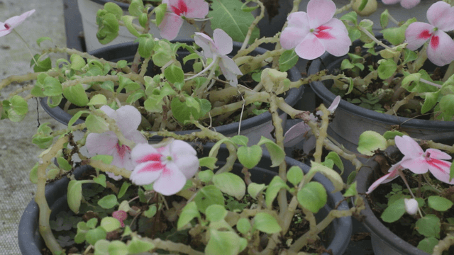 Potted plants with pink flowers