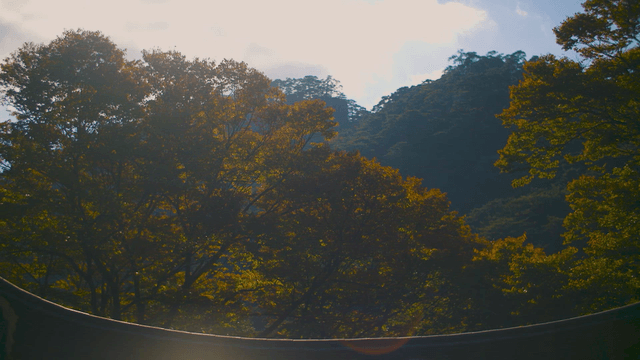 Sunlit forest with mountains in the background