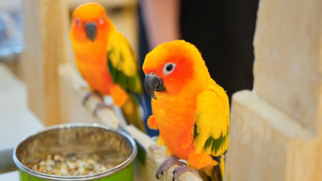 Colorful parrots perched indoors