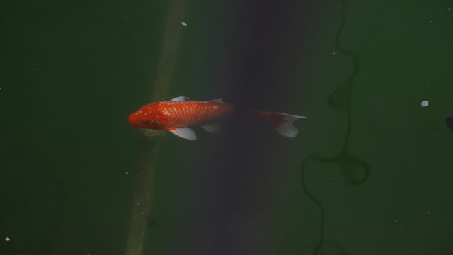 Orange koi swimming peacefully in a green pond