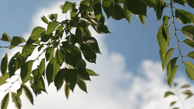 Green leaf against clear sky