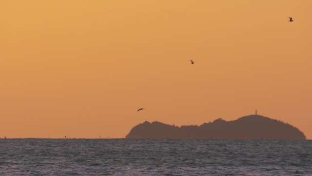 Birds flying across the orange sunset sky