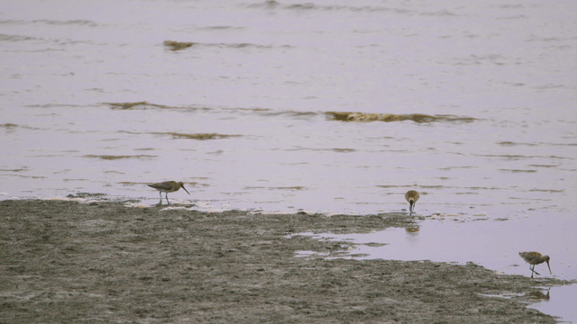 Sandpipers busily foraging on the muddy tidal shore