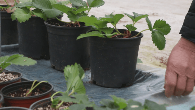 Person tending to potted plants