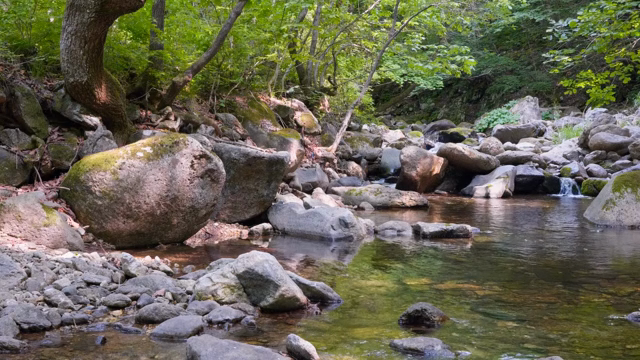 A tranquil forest stream with rocks