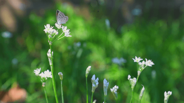 Butterfly resting on white flowers