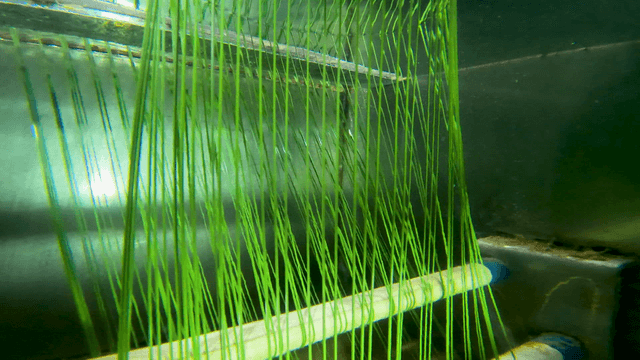 Green plastic filaments extruded and cooled with water