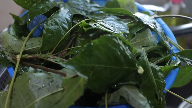 Fresh green leaves in a blue basket