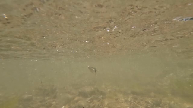 Underwater view with small fish swimming