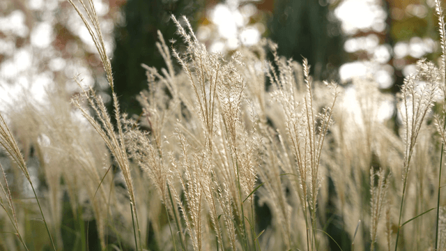 Tall grass swaying gently in the breeze