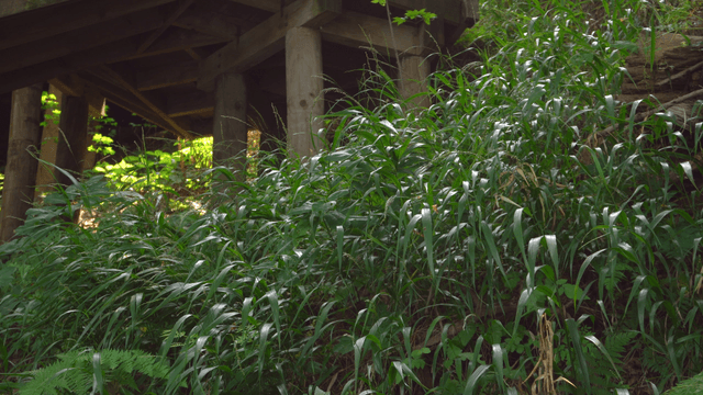 Thick grass under a wooden structure