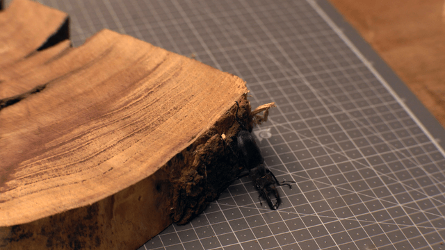 Stag beetle on a wooden surface