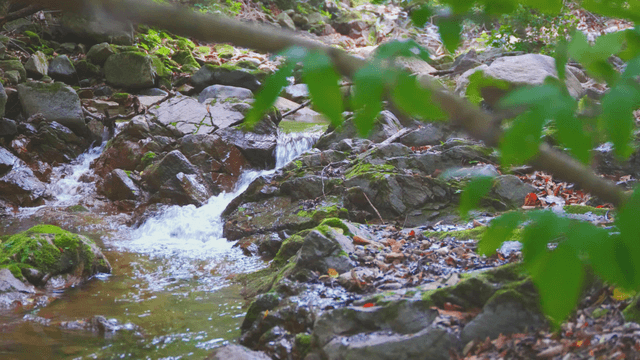 A small stream flowing over mossy rocks