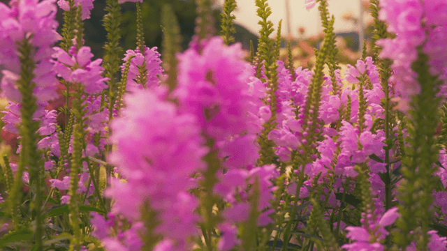 Vibrant pink flowers in sunlit garden