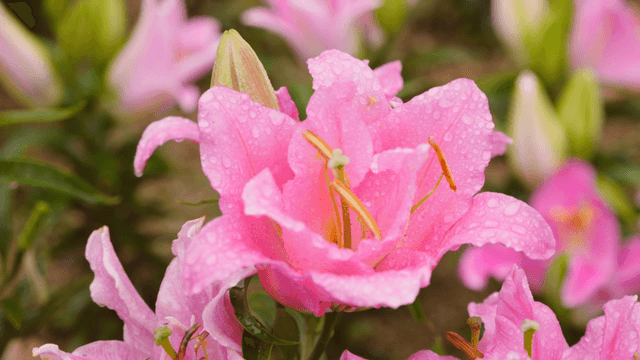 Pink lilies with raindrops in a garden