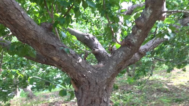 A lush green tree in a sunshine