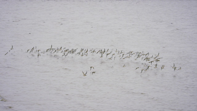 바다 위를 나는 새 떼