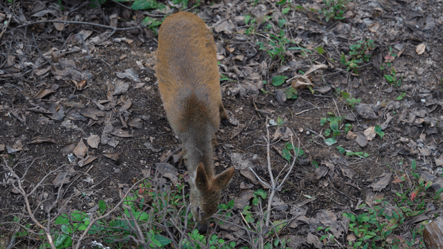 Cautious water deer grazing in a forest