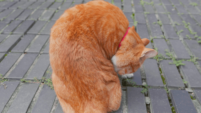 Orange tabby cat grooming on brick path