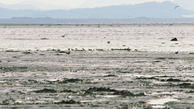 Wide tidal flat beside the sea with many birds