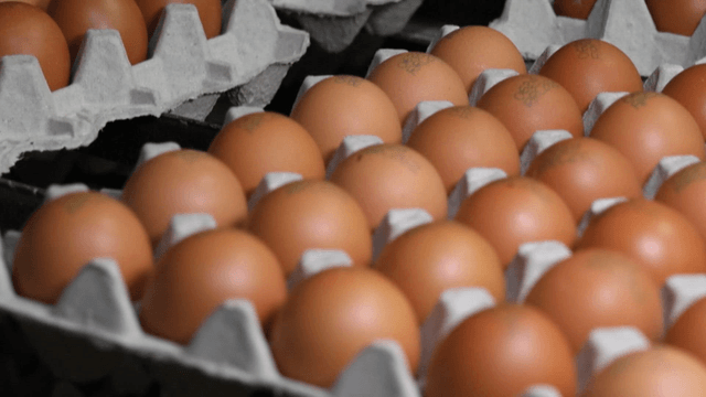 Organized egg cartons with neatly arranged eggs